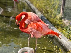 -灵玲国际马戏城