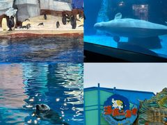 -海合安武汉极地海洋公园