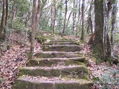 -云南屏边大围山国家公园