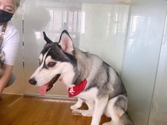 -Husky Go! 哈士奇体验馆·宠物咖啡厅狗咖
