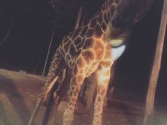 -清迈夜间动物园