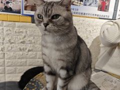 -平行世界·猫咖(首经贸店)