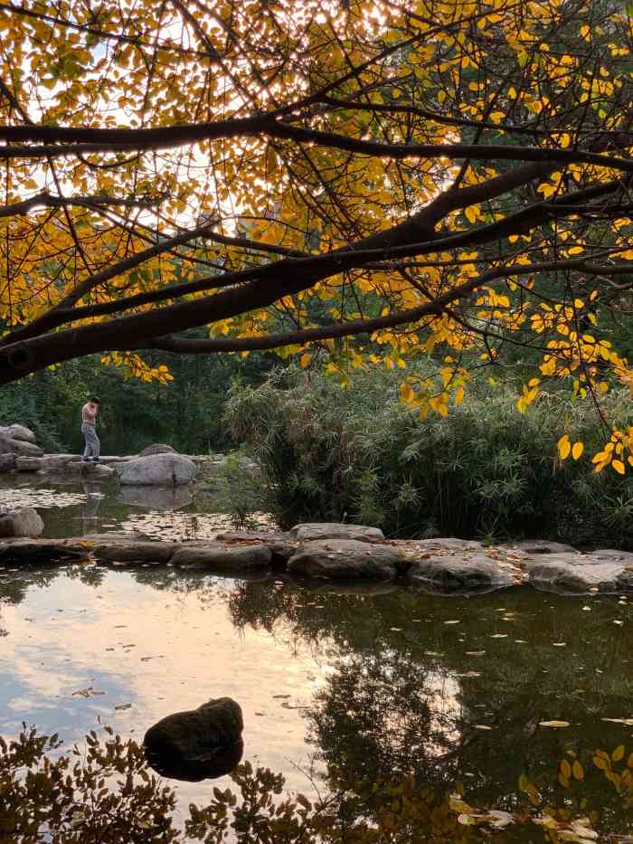 神仙树公园照片图片