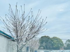 -川沙古镇-停车场