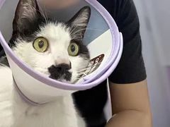 -A猫a狗全科·犬猫异宠·芥西宠物医院(南开总院)