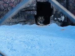 -横道河子东北虎林园