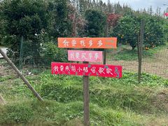 -前小桔亲子创意农场·草莓采摘·露营烧烤