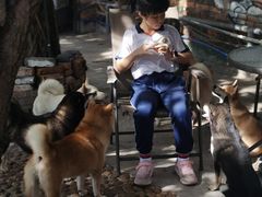 -柴犬高等学院·狗咖·柴犬售卖·宠物训练