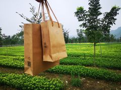 -帐篷客·溪龙茶谷度假酒店