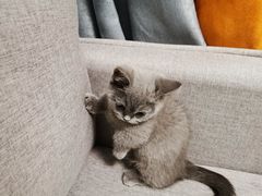 -lincat·猫舍(广州店)