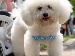 -Oh My Dog宠物沙龙(伊珊娜皮毛护理店)