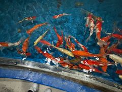 -芜湖新华联大白鲸海洋公园