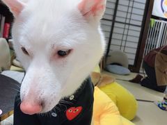 -逗柴咖啡屋·狗咖猫咖宠物桌游