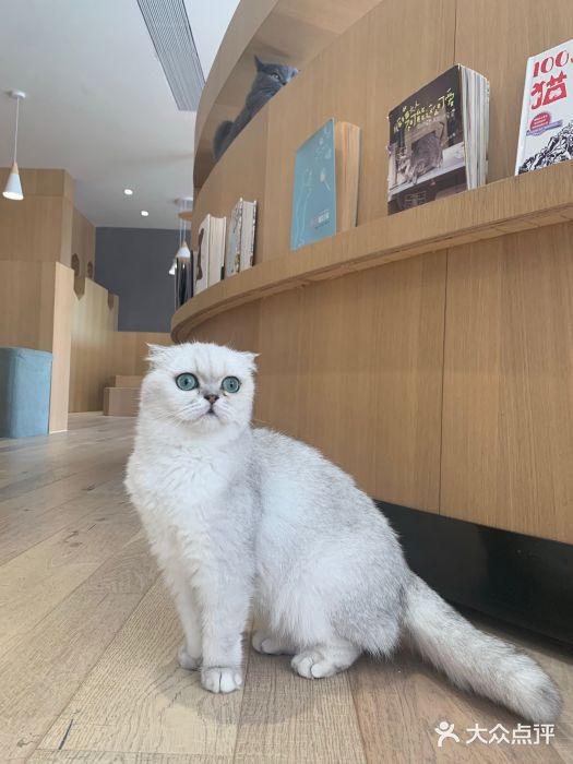CAT’S MEWSTAR CAFE·喵星球猫屋(晴湾咖啡店)图片