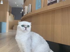 -CAT’S MEWSTAR CAFE·喵星球猫屋(晴湾咖啡店)