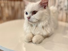 -楼上猫咖(罗湖店)