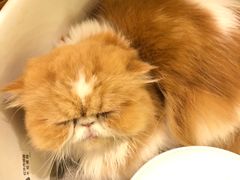 -more than meow吴止猫主题餐厅(承德 中船汇店)