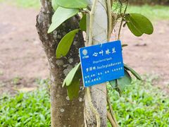 -中国科学院西双版纳热带植物园