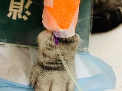 -联合动物医院(光谷诊疗中心)