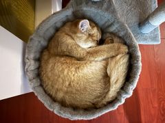 -欣宠猫屋·矮脚拿破仑·蓝金金渐层