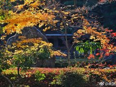 -西芳寺(苔寺)