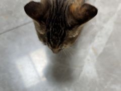 -半岛宠物医院24小时·内窥镜·牙科·碎石中心(府城大道店)