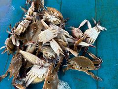 -尼甘布海鲜市场