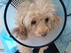 -关爱动物医院·心脏·中兽医·异宠(金牛路分院)