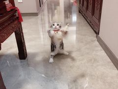 -李小姐の猫咖啡馆(五角场店)