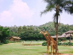-广州长隆国际大马戏