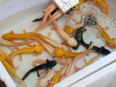 -双季花艺园艺市场(浦东店)