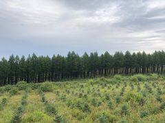 -塞罕坝国家级自然保护区