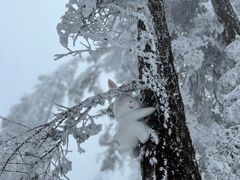 -瓦屋山景区