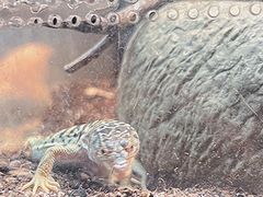 -上海大自然野生昆虫馆(东方明珠·爬宠昆虫探索中心)