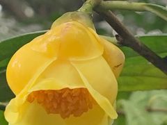 -金花茶公园