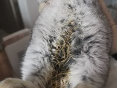 -爱诺耐芙动物医院(万博店)