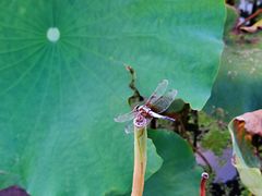 -武汉紫薇都市田园