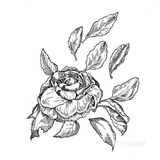 可供临摹的物体简笔画作品欣赏[礼花][礼花]