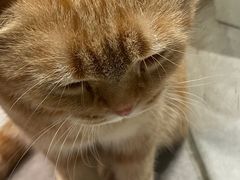 -猫儿山۰猫主题餐厅