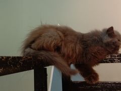 -猫房·猫吧·猫咖(龙湖时代汇店)