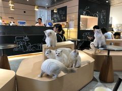 大堂-瞄一喵猫咖(格力海岸店)