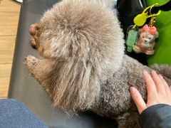 -爱侣·安琦尔宠物医院·中兽医针灸·心内科·狂犬免疫点(宝山区院)