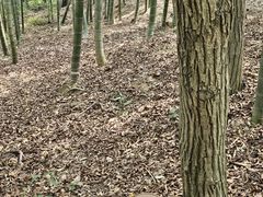 -上海佘山国家森林公园天马山园