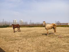 -汉长安城未央宫国家考古遗址公园