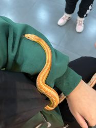 -Moni星球萌宠·小马宝莉·灵蛇·高端高阶全萌宠互动体验俱乐部(红豆国际广场店)