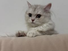 -瑞鹏宠物医院·骨科·猫科·内科(第一中心)