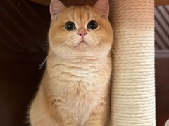 -猫十亿·布偶金渐层·曼基康矮脚猫舍(青年路店)