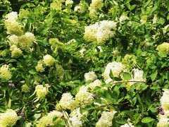-黑龙江省森林植物园