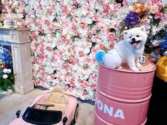 -百好乐宠物友好餐厅(朝外大街店)