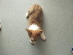 -我爱猫咪·猫咖·狗咖·安哥拉兔·羊驼咖(小寨华旗店)